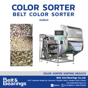 เครื่องคัดแยกสีกระเทียม GARLIC ANGELON COLOR SORTER
