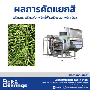 คัดแยกสีพริก (แยกสีเขียว สีเข้ม-สีอ่อน)