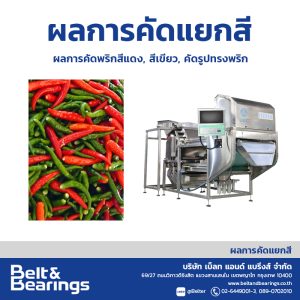 คัดแยกสีพริกสด