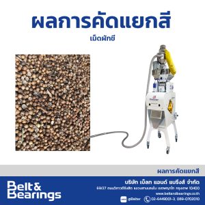 คัดแยกสีเม็ดผักชี