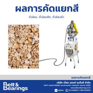 คัดแยกสีถั่วลิสงซีก ถั่วลิสงคั่ว กะเทาะเปลือก