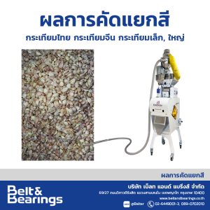 คัดแยกสีกระเทียม