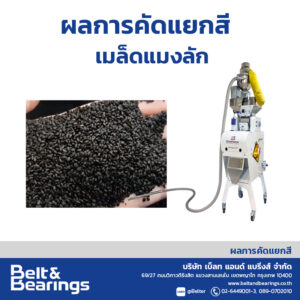 คัดแยกสีเมล็ดแมงลัก
